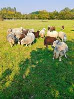 Herdwick Ooien, Dieren en Toebehoren, Schapen, Geiten en Varkens, Vrouwelijk, Schaap, 0 tot 2 jaar