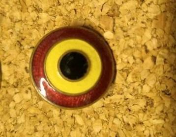 Kokarde van de Belgische Koninklijke Luchtmacht beschikbaar voor biedingen