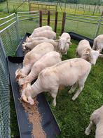 WILTSHIRE HORN lammeren voor de kweek, Dieren en Toebehoren, Schapen, Geiten en Varkens