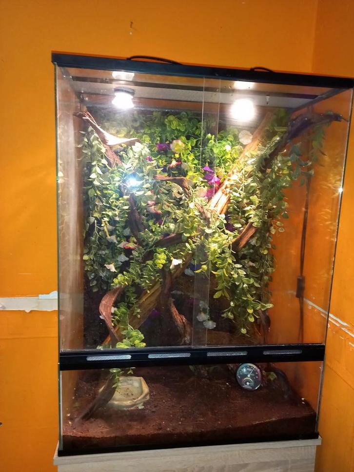 Terrarium 78/48/40 pour gekko à crete complet, Animaux & Accessoires, Reptiles & Amphibiens | Accessoires, Utilisé, Terrarium ou Paludarium