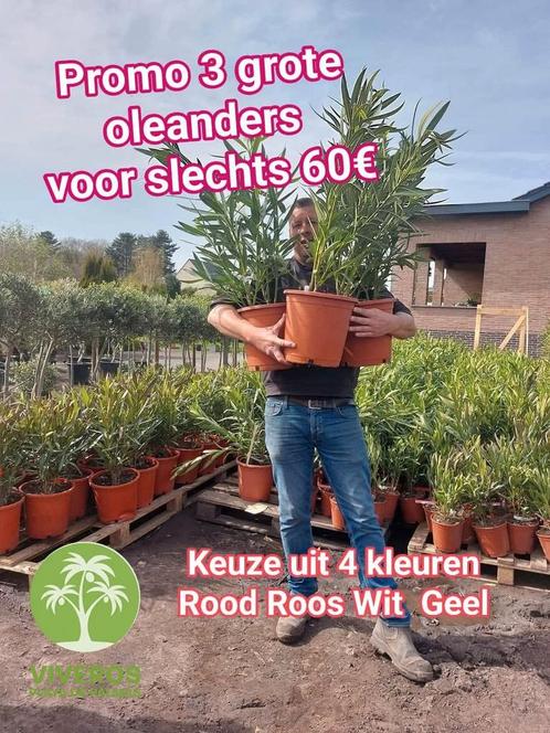 Promo Grote oleanders, Tuin en Terras, Gras en Kunstgras, Zo goed als nieuw, Ophalen