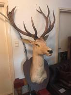 HERTEKOP MEGA GROOT IN GOEDE STAAT, Ophalen, Zo goed als nieuw