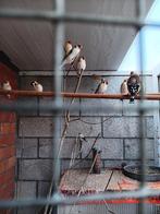 Putters Major, Dieren en Toebehoren, Vogels | Overige Vogels, Meerdere dieren, Wildzangvogel, Geringd