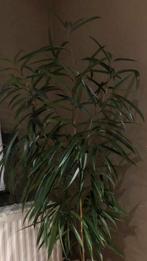 Kamer plant, Huis en Inrichting, Kamerplanten, Ophalen