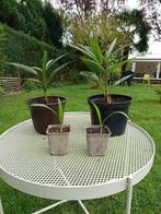 Winterharde palmboompjes, Ophalen, Halfschaduw