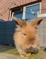Lapin, Animaux & Accessoires