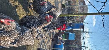 Broedeieren poule de bresse en mechelse koekoek  beschikbaar voor biedingen