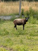 2 jarige texel ooien, Dieren en Toebehoren, Schapen, Geiten en Varkens, Vrouwelijk, Schaap, 0 tot 2 jaar