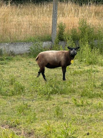 2 jarige texel ooien beschikbaar voor biedingen
