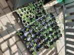 25 tal tomatenplanten, Tuin en Terras, Planten | Tuinplanten, Ophalen, Volle zon, Groenteplanten, Eenjarig