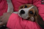 Beagle pups nieuw nestje, Dieren en Toebehoren, Honden | Beagles, Bassets en Lopende honden, Meerdere, 8 tot 15 weken, Meerdere dieren