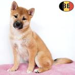 Shiba Inu - chiots belges à vendre, Commerçant, Autres races, 8 à 15 semaines, Plusieurs