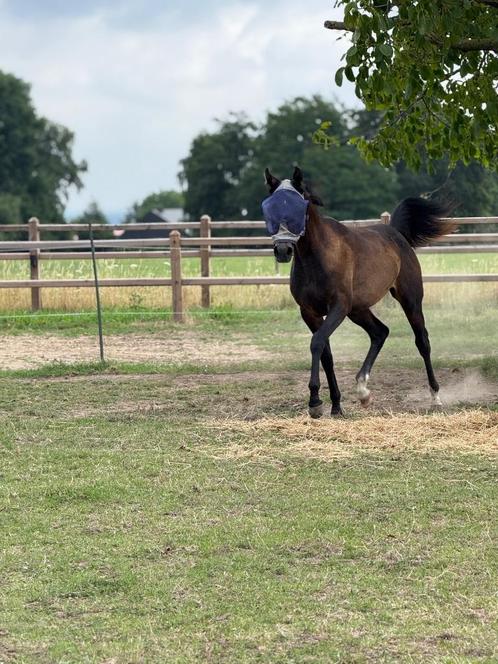 Jaarling Arabische volbloed hengst, Dieren en Toebehoren, Paarden, Hengst, Minder dan 160 cm, 0 tot 2 jaar, Met stamboom, Gechipt