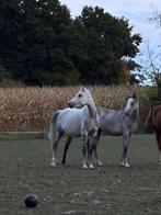 9 jarige merrie, Dieren en Toebehoren, Paarden, Merrie