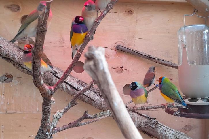 Gouldamadine kweekkoppels en jonge, Dieren en Toebehoren, Vogels | Overige Vogels