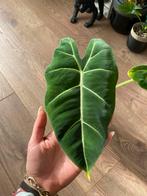 Alocasia Frydek – groot blad, Ophalen
