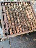 bijenvolk simplex, Dieren en Toebehoren, Bijen