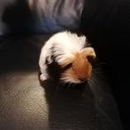 Cavia's, November, Meerdere dieren, Cavia