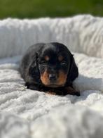 Langharige Teckel pupjes ,bij ons geboren !!, België, CDV (hondenziekte), 8 tot 15 weken, Dwerg