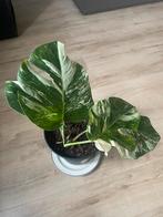 Monstera Variegata, Huis en Inrichting, Kamerplanten, Ophalen, Overige soorten, Halfschaduw, In pot