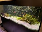 Volledig aquarium, Dieren en Toebehoren, Ophalen, Zo goed als nieuw, Gevuld zoetwateraquarium