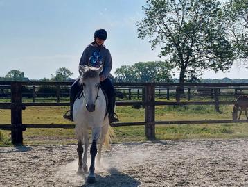 ‼️ Training op maat van uw paard ‼️, Dieren en Toebehoren, Paarden, Zadelmak
