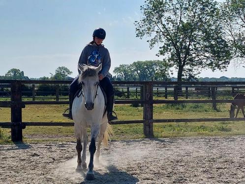 ‼️ Training op maat van uw paard ‼️, Dieren en Toebehoren, Paarden, Zadelmak
