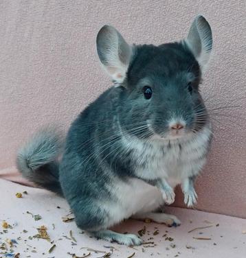 Saffier pearl chinchilla vrouwtje beschikbaar voor biedingen