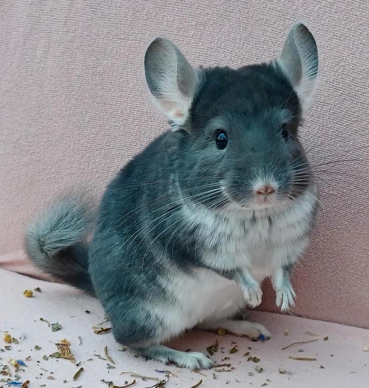 Saffier pearl chinchilla vrouwtje, Dieren en Toebehoren, Knaagdieren, Vrouwelijk, Chinchilla, Juni, Tam