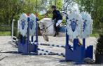 Super lieve 8- jarige B-pony, Dieren en Toebehoren, B, 7 tot 10 jaar, B pony (1.17m tot 1.27m), Recreatiepony