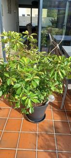 kamerplant Schefflera arboricola Nora, Huis en Inrichting, Kamerplanten, Ophalen