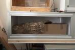 Terrarium pvc HP Terra 120*60*50, Dieren en Toebehoren, Reptielen en Amfibieën | Toebehoren, Ophalen, Nieuw, Terrarium of Paludarium