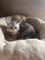 Britse korthaar kater kitten silver tabby, Kater, Gechipt, 0 tot 2 jaar