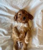 Super lieve cockapoo pup ( dwerg poedel x cocker), Dieren en Toebehoren, Poedel, België, Reu, CDV (hondenziekte)