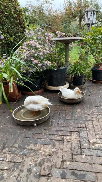 Kwaker beschikbaar voor biedingen