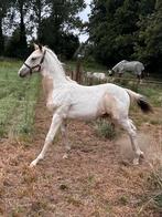 Chique hengsten veulen, Dieren en Toebehoren, 0 tot 2 jaar, Hengst, Onbeleerd, Westernpony