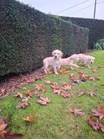 Goldador pups, Dieren en Toebehoren, Golden retriever, België, CDV (hondenziekte), 8 tot 15 weken