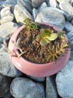 planten, Tuin en Terras, Overige soorten, Volle zon, Vaste plant, Ophalen of Verzenden