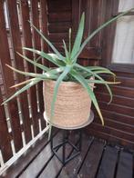 Grote Aloë Vera (Jamaica), Tuin en Terras, Ophalen, Vaste plant, Overige soorten, Volle zon