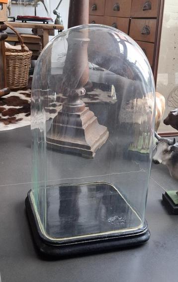 Hele grote vierkante antieke stolp glas 54,5 cm hoog beschikbaar voor biedingen