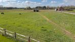 Weide met schuilhokken te huur in Rijmenam, Dieren en Toebehoren, Stalling en Weidegang, Weidegang, 4 paarden of pony's of meer