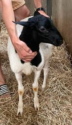 Dorper lam (ram), Animaux & Accessoires, Moutons, Chèvres & Cochons