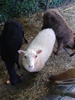 Jonge Quessant schapen, Dieren en Toebehoren, Meerdere dieren, Schaap, 0 tot 2 jaar
