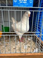 Mooie sierduiven, Meerdere dieren, Overige soorten