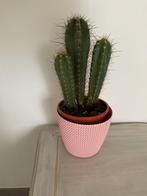 Cactussen, Huis en Inrichting, Kamerplanten, Cactus, Ophalen