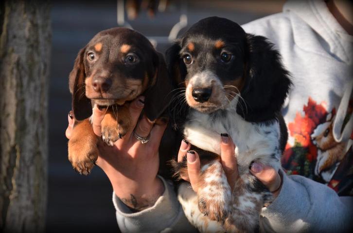 Teckel pups korthaar langhaar, Dieren en Toebehoren, Honden | Teckels en Dashonden, Meerdere dieren, Langhaar, Dwerg, Fokker | Professioneel