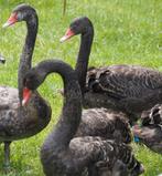 Zwanen, Dieren en Toebehoren, Pluimvee, Meerdere dieren, Gans of Zwaan