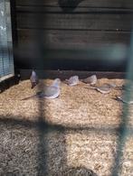 DIAMANTDUIFJES TE KOOP, Meerdere dieren