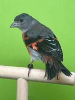 Klassieke Venezolaanse rode sijs en mutatie