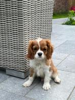 Cavalier king Charles pups, CDV (hondenziekte), Meerdere, 8 tot 15 weken, Meerdere dieren
